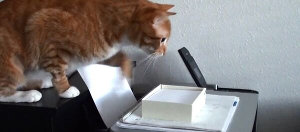 Happy Take Your Cat to Work Day! - Sputnik Србија