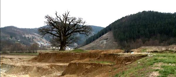 Храст код Савинца - Sputnik Србија