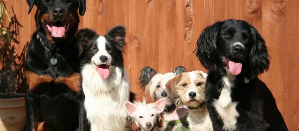 Psi - Sputnik Srbija