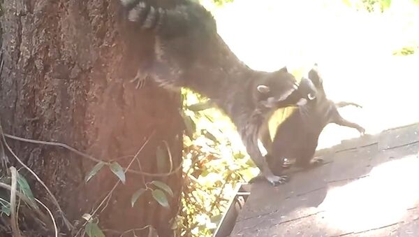 Mother Raccoon teaches her kit how to climb tree - Sputnik Srbija