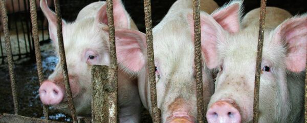 Svinje Svinje - Sputnik Srbija