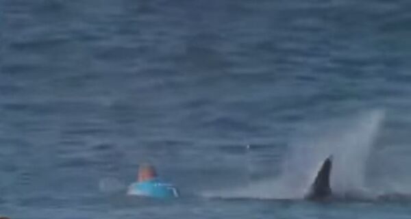 Напад ајкуле - Sputnik Србија