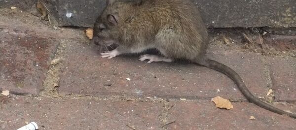 Пацов - Sputnik Србија