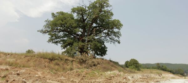 Храст запис из Савинца - Sputnik Србија