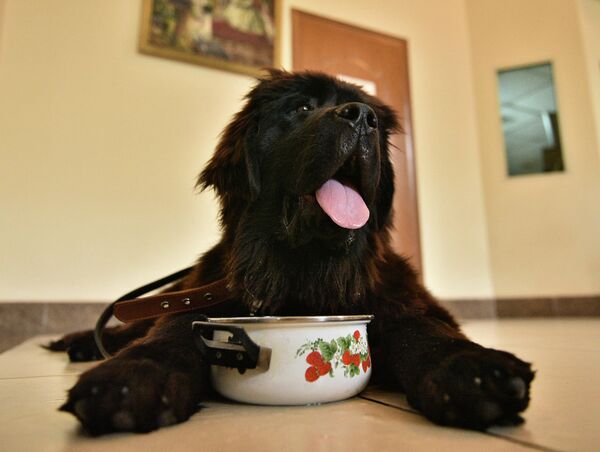 Даша је пса назвала „Дар“ - Sputnik Србија