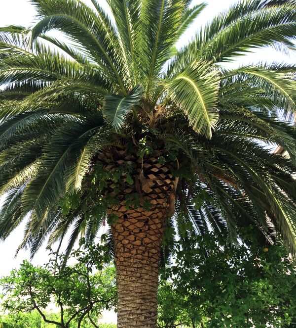 Кад на палми роди смоква - Sputnik Србија