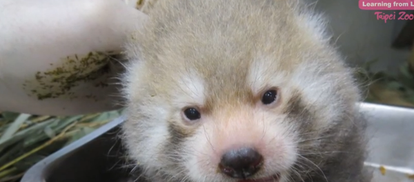 panda panda - Sputnik Srbija