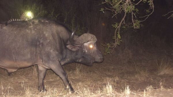 Афричка цибетка користи носорога као такси - Sputnik Србија