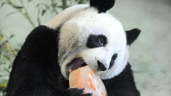 Panda po imenu Juen Juen uživa u svojoj rođendanskoj  torti, u zoološkom vrtu u Tajpeju, Tajvan - Sputnik Srbija