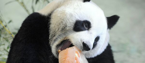 Panda po imenu Juen Juen uživa u svojoj rođendanskoj torti, u zoološkom vrtu u Tajpeju, Tajvan Panda po imenu Juen Juen uživa u svojoj rođendanskoj torti, u zoološkom vrtu u Tajpeju, Tajvan - Sputnik Srbija