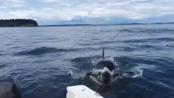 Killer whale nearly jumps into boat off BC coast - Sputnik Srbija