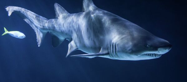 Ајкула Ајкула - Sputnik Србија