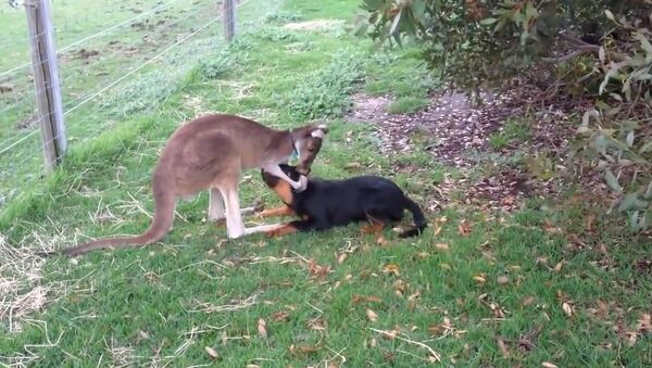 Kangaroo and Dog showing their love for each other - Sputnik Србија