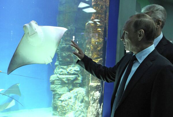 Руски председник Владимир Путин посетио је Центар за океанографију и биологију „Москваријум“ Руски председник Владимир Путин посетио је Центар за океанографију и биологију „Москваријум“ - Sputnik Србија