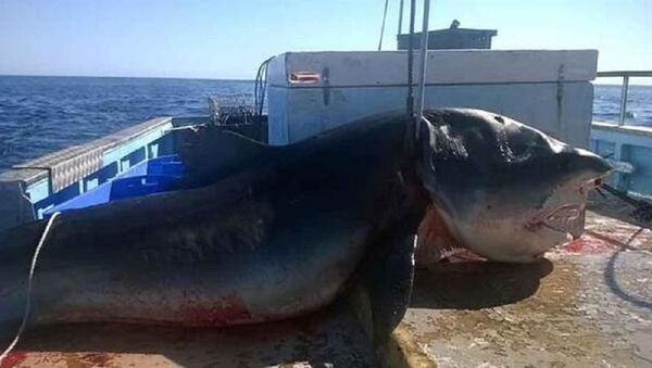 Џиновска ајкула, Аустралија - Sputnik Србија