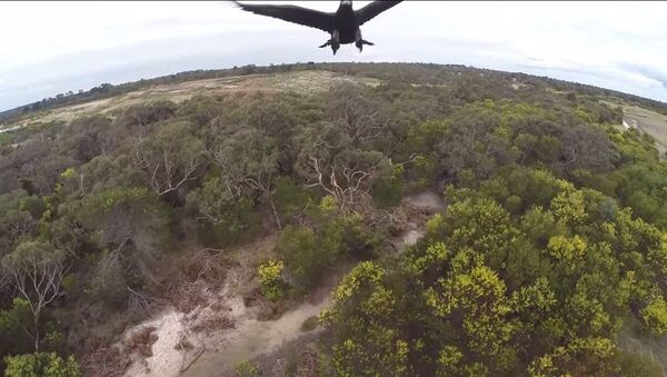 2m Wedge-Tailed Eagle takes down Drone - Sputnik Srbija