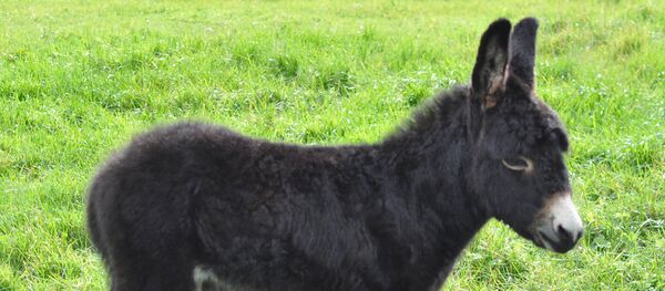 Магарац Магарац - Sputnik Србија