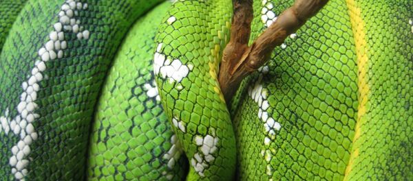 Zmija boa Zmija boa - Sputnik Srbija