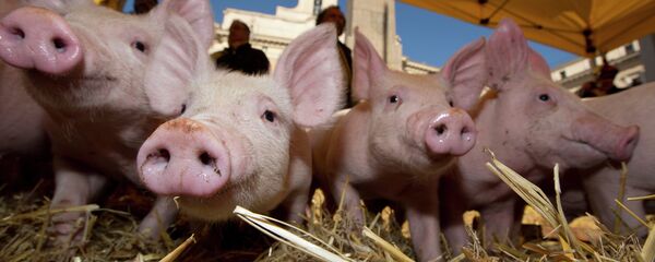 Prasići - Sputnik Srbija