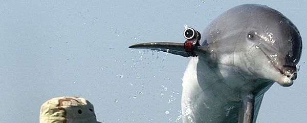 Делфин - Sputnik Србија