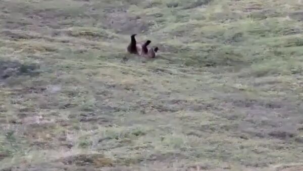 Clumsy grizzly bear cracks up tourists by rolling down hill - Sputnik Србија