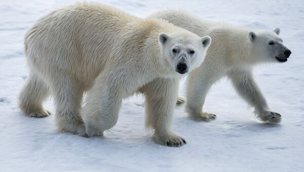 Бели медведи на Арктику - Sputnik Србија