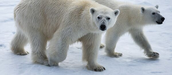 Бели медведи на Арктику Бели медведи на Арктику - Sputnik Србија