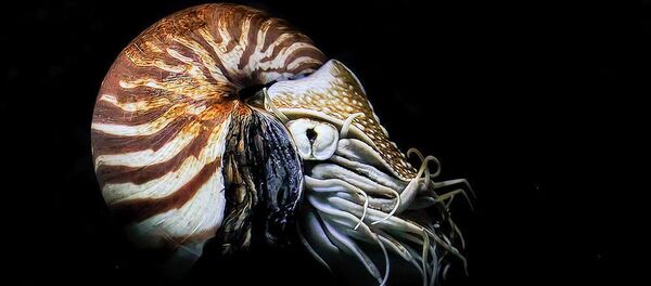 Наутилус Наутилус - Sputnik Србија