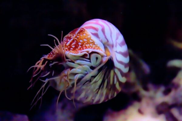 Наутилус (индијска лађица) - Sputnik Србија