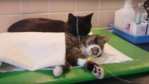 Posebnu pažnju je posvećivao onima koji su se oporavljali od operacije - Sputnik Srbija