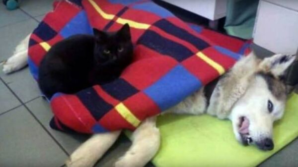 Mačka u ulozi medicinske sestre - Sputnik Srbija