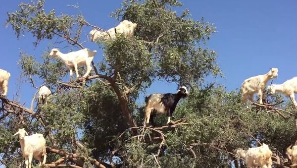 Goats Grow on Trees? - Sputnik Srbija