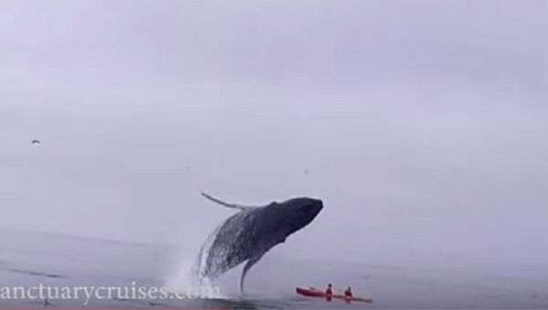 Grbavi kit, Kalifornija - Sputnik Srbija