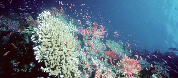 More - Sputnik Srbija