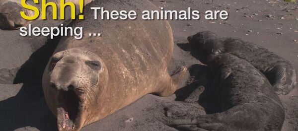 Кад животиње спавају - Sputnik Србија