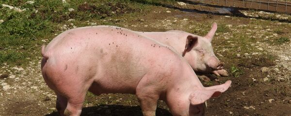 Prasići - Sputnik Srbija