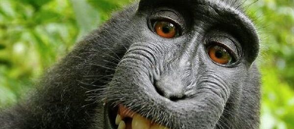 Majmun-selfi - Sputnik Srbija