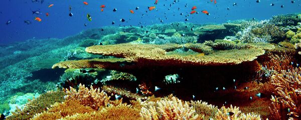 Црвено море, подводни свет - Sputnik Србија