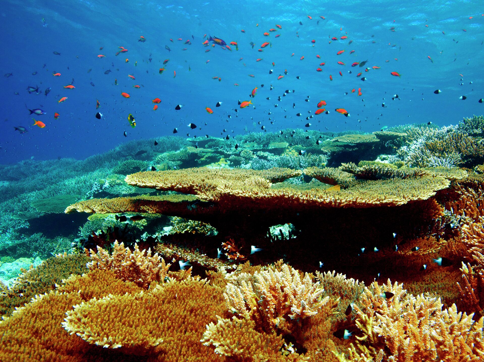 Коралловые рифы страна. Коралловые рифы красного моря. Национальный парк Набк. Карибы риф. Рифы Туббатаха национальный парк.