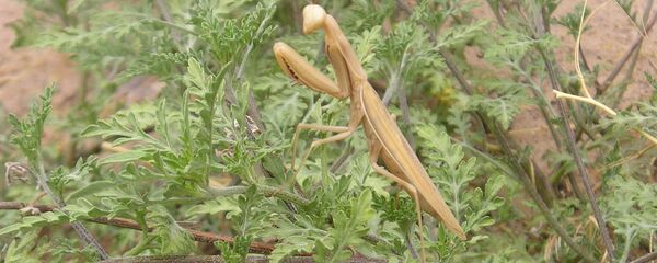 Богомољка - Sputnik Србија