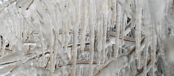 Залеђено грање дрвета.Фотографија из Клине - Косово и Метохија Залеђено грање дрвета.Фотографија из Клине - Косово и Метохија - Sputnik Србија