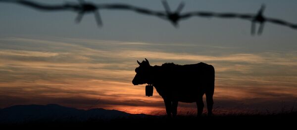 Крава Крава - Sputnik Србија