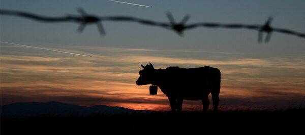 Краве и траг авиона - Sputnik Србија