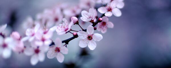 Trešnjin cvet - Sputnik Srbija