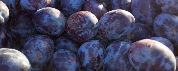 Šljiva - Sputnik Srbija