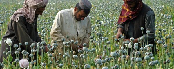 Узгајање мака у Авганистану - Sputnik Србија
